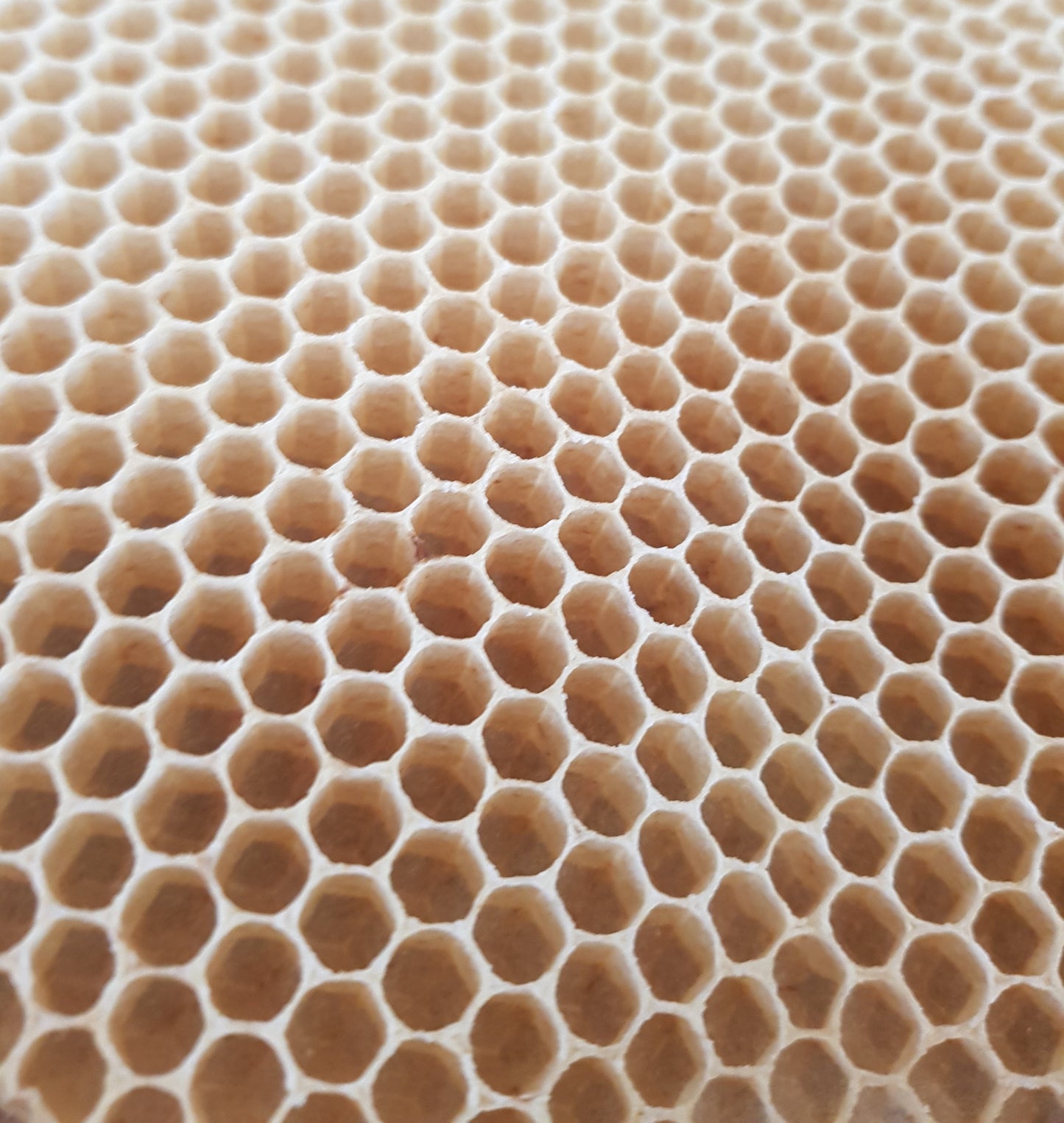 Engelskerze Tischkerze 24,5 x 5 cm 100% Bienenwachs aus eigener BIOLAND Imkerei, Bienenwachskerze
