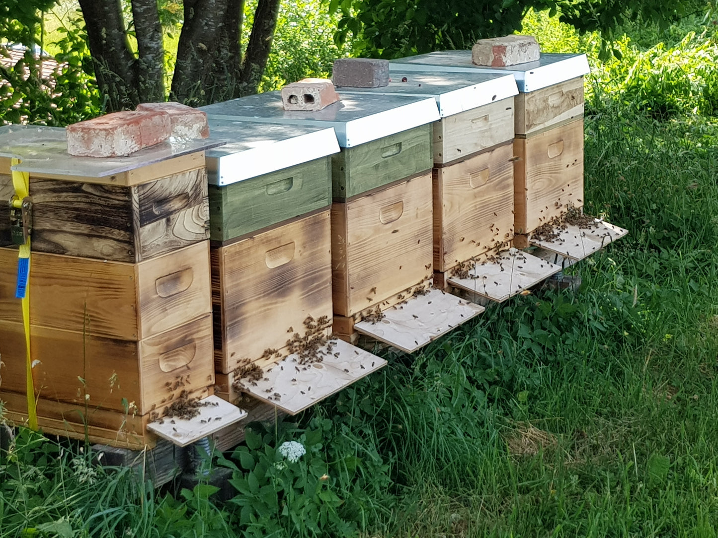 5 Stück 100% Bienenwachs weiß oder gelb TischKerze Leuchterkerze Tafelkerze 2,5 x 24,5 cm, aus BIOLAND Imkerei, Bienenwachskerze (Bienenwachs weißlich)