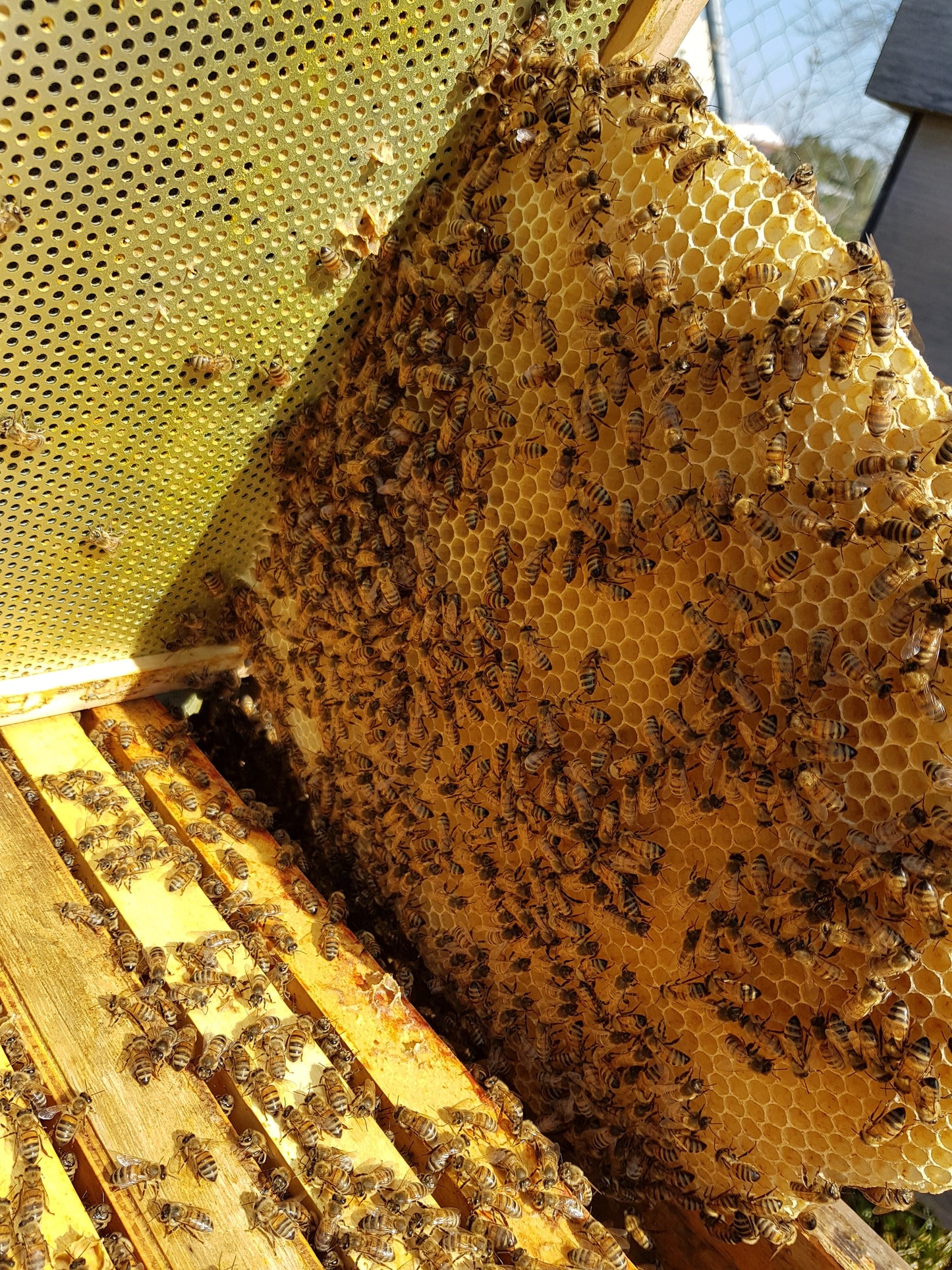 5 Stück 100% Bienenwachs weiß oder gelb TischKerze Leuchterkerze Tafelkerze 2,5 x 24,5 cm, aus BIOLAND Imkerei, Bienenwachskerze (Bienenwachs weißlich)